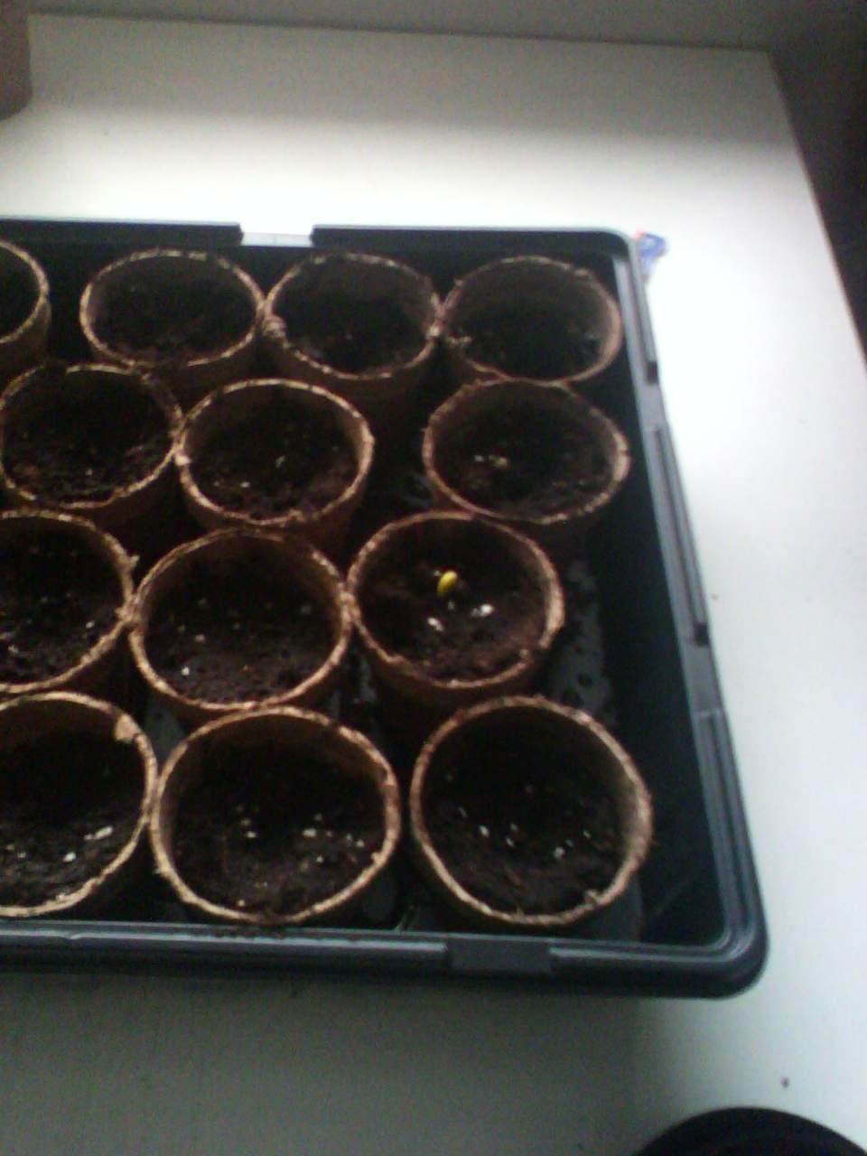 earlyspring